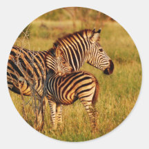 Zebra and foal - safari animals round sticker