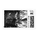 zebra and her cub postage stamps