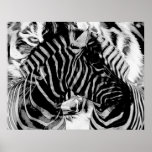 Zebra and Tiger Stripes posters