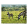 zebra picture, zebra poster, zebra print, baby