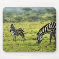 Zebra and zebra foal wildlife safari mousepads
