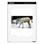 Zebra Animal iPad 3 Decals