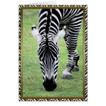Zebra-any occasion cards