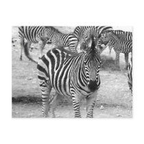 Zebra at the zoo post card
