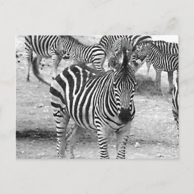 quotes about zebras. Zebra at the zoo post card by