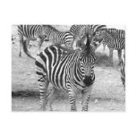 Zebra at the zoo postcards