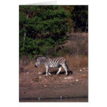Zebra - At Water Hole Greeting Card