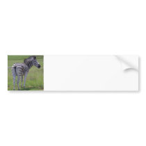 Zebra Attitude  Bumper Stickers