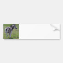 Zebra Attitude  Bumper Stickers