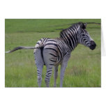 Zebra Attitude  Greeting Cards
