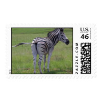 Zebra Attitude Postage Stamp