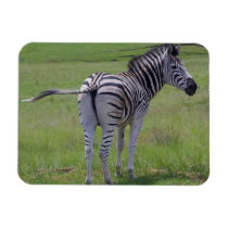 Zebra Attitude  Premium Magnet