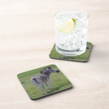 Zebra Attitude  Set of Coasters