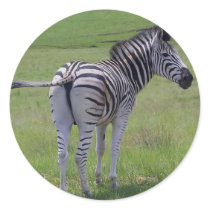 Zebra Attitude  Stickers