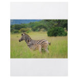 Zebra baby and mom flyers