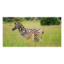 Zebra baby and mom photo greeting card