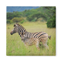 Zebra baby and mom refrigerator magnets