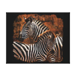 Zebra baby wild animals Africa series Stretched Canvas Prints