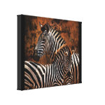 Zebra baby wild animals Africa series wrappedcanvas