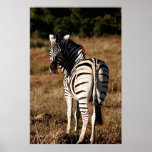 Zebra behind painting canvas print