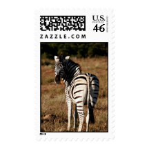 Zebra behind postage stamp