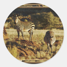 Zebra, Birchell's wildlife safari stickers