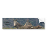 Zebra Bumper Sticker bumper stickers
