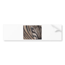 Zebra Bumper Sticker