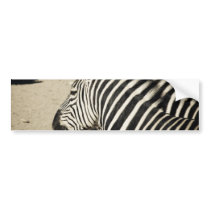 Zebra bumper stickers by DamienSpencerStudios Zebra bumper stickers