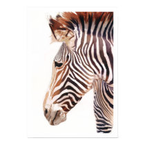 "Zebra Bust" Zebra Wildlife Watercolor posters