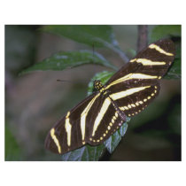 Zebra butterfly, Costa Rica Custom Flyer