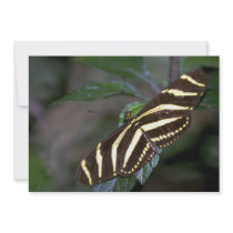 Zebra butterfly, Costa Rica Announcement