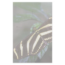 Zebra butterfly, Costa Rica Stationery