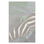 Zebra butterfly, Costa Rica stationery
