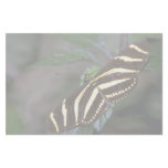 Zebra butterfly, Costa Rica stationery