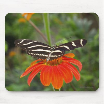Zebra Butterfly Mousepad by FNolan