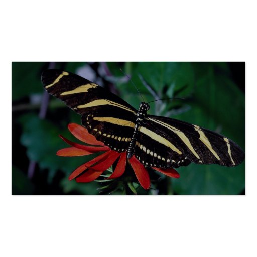 Zebra butterfly on Mexican flaming vine flower Business Card Template (back side)