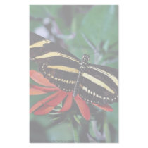 Zebra butterfly on Mexican flaming vine flower Stationery Paper
