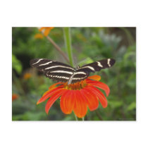 Zebra butterfly Postcard by FNolan Zebra butterfly Postcard