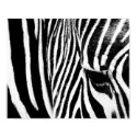Zebra by tdgallery posters by tdgallery Zebra by tdgallery posters