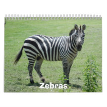 Zebra Calendar, Zebras