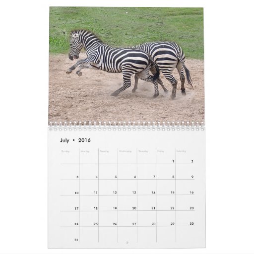 Zebra Calendar, Zebras Calendar Zazzle