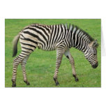 Zebra cards