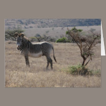 Zebra cards