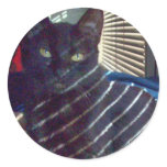 Zebra Cat Sticker Zebra Cat Sticker