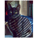 Zebra Cat Tshirt Zebra Cat Tshirt