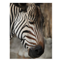 Zebra, close-up postcards