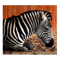 Zebra Darling - poster posters by Horseshoes3 Zebra Darling - poster posters