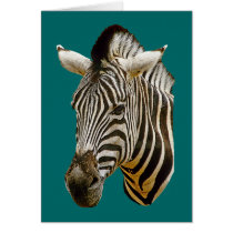 Zebra Drawing cards