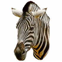 Zebra Drawing Photosculpture Acrylic Cut Outs